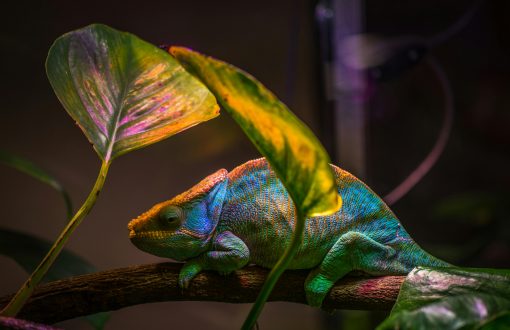 Chameleon